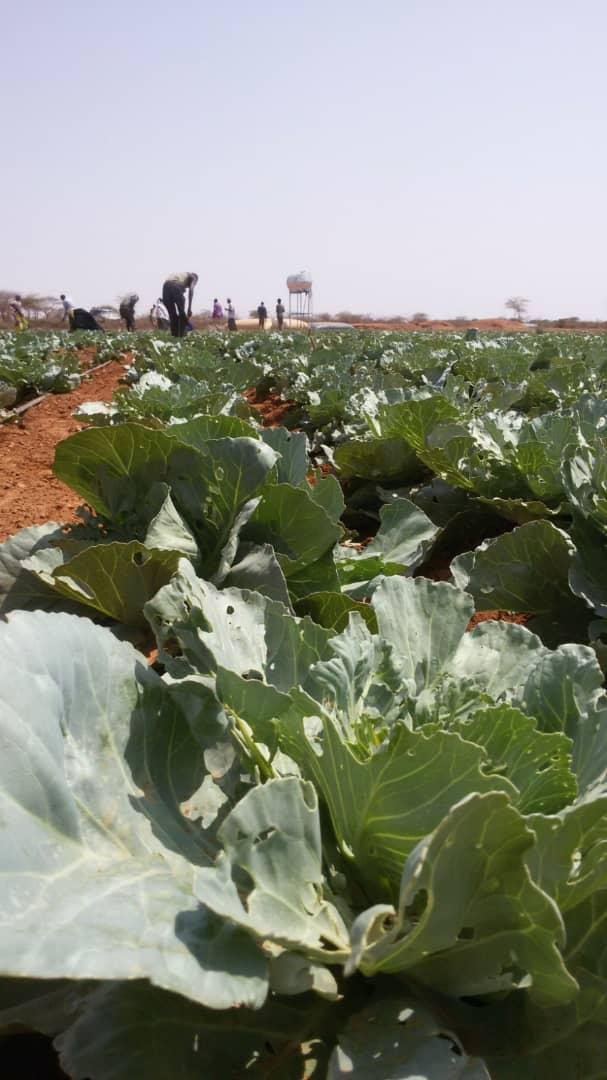 Farming Image 11